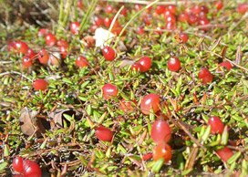 cranberry vines closeup