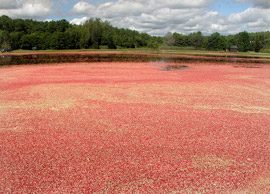 cranberry marsh
